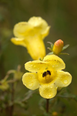 Yellow FLase Foxglove