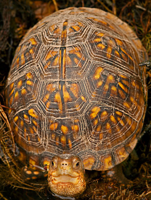 Showy Box Turtle