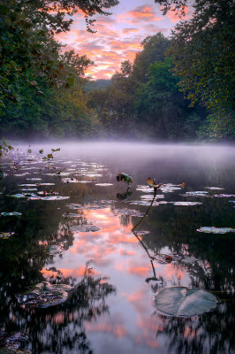 Mist and Water Lilies