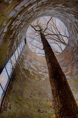 The tree within