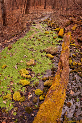 Copper Hollow Spring