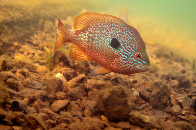 long-ear Sunfish