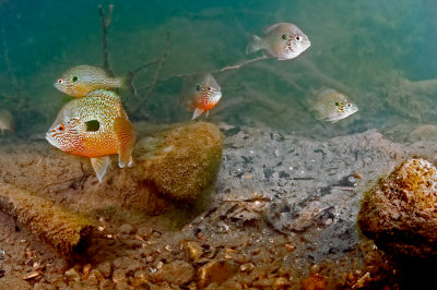 long-eared Sunfish