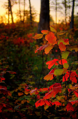 Fall Colors