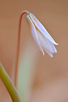 Dog-tooth Violet