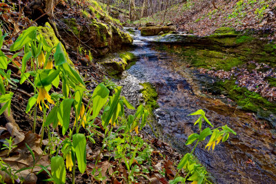 Engelmann Woods Conservation Area