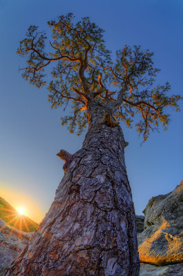 Missouri short-leafed pine