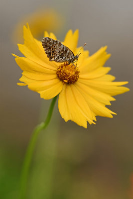 Fritillary on Coreopsis