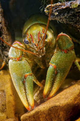 Golden Crayfish