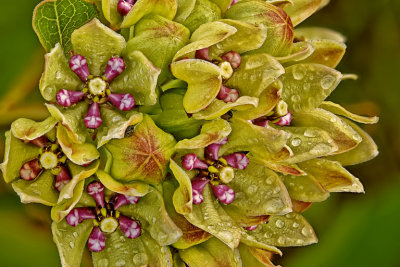 Green Milkweed