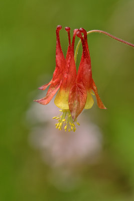 Victoria Glade Conservation Area