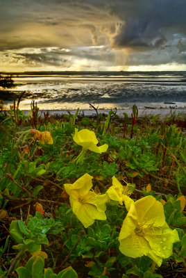 Beach Primroses and a passing shower
