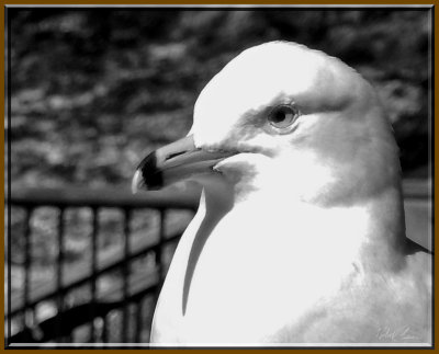 Mouette