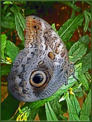 Papillon Costa Rica