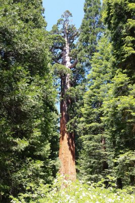 Sequoia 01.jpg