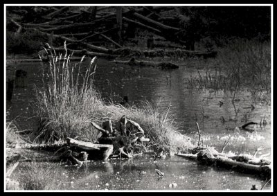 Vanderhoof Swamp, freezing up