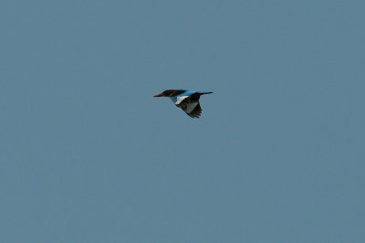 White-breasted Kingfisher