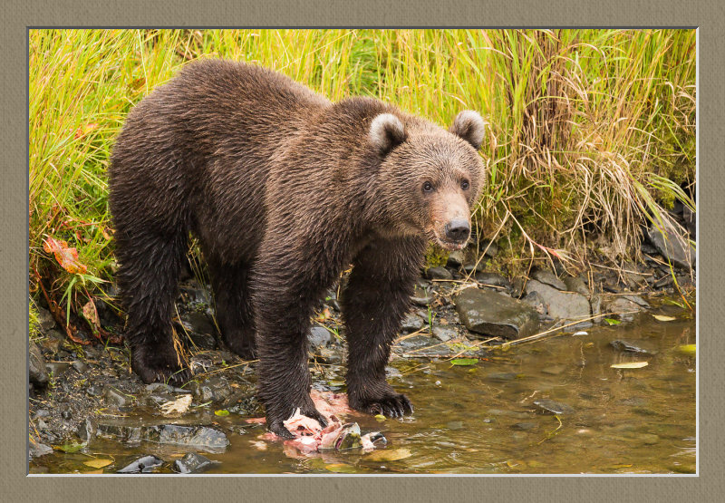 Kodak Brown Bear Center
