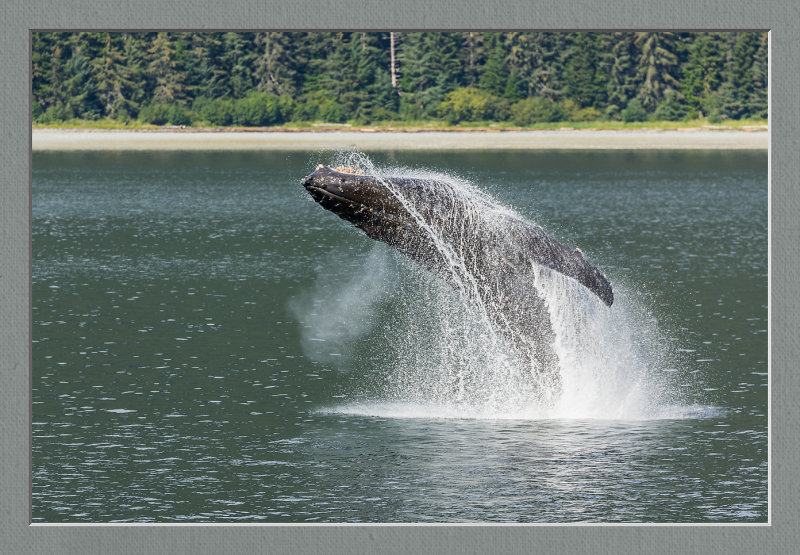 National Geographic - Sea Bird cruise 31/8 - 6/9