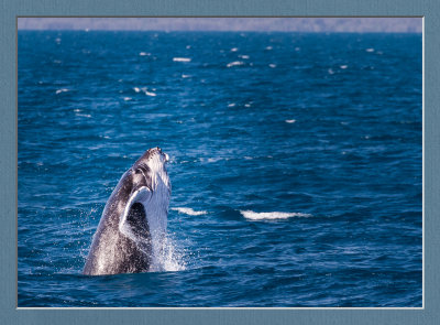 Hervey Bay Whale Watching 2013