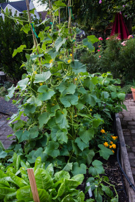 Yard-10.jpg