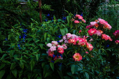 Yard-14.jpg