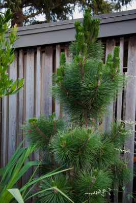 Yard-6.jpg