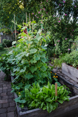 Yard-8.jpg