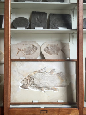 Teylers Museum fossil collection