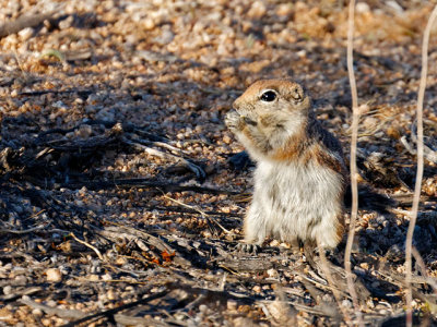 White-tailed antelope squirrel