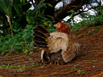 Freerange chicken, sheltering her chicks