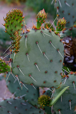 Cactus, east of Black Canyon City