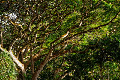 Tree cover, Waimea Valley