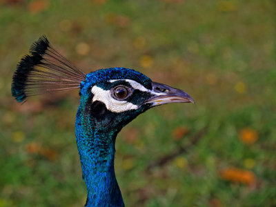 Peacock, Waimea Valley