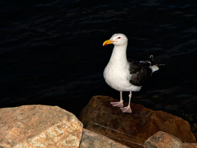 Great Black-backed Gull
