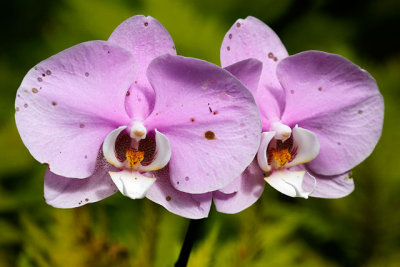 Pink Orchids