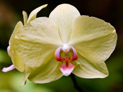 Yellow Orchid