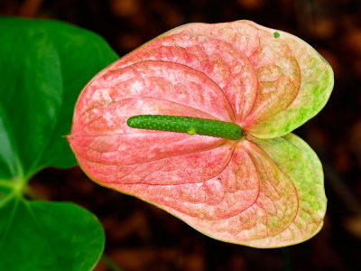 Anthurium