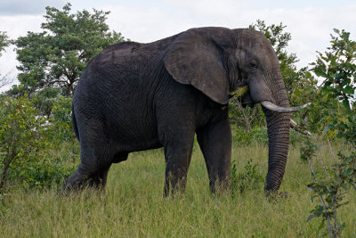 Elephant