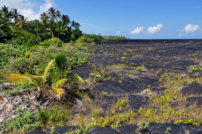 Re-growth on the lava flow covering the road to Kalapana