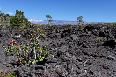 Ohi'a Trees on an old lava flow