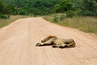 A very sleepy lion