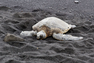 Green Sea Turtle on Punalu'u Black Sand Beach