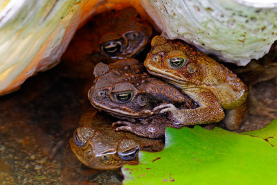 Piggy back or toad stool?