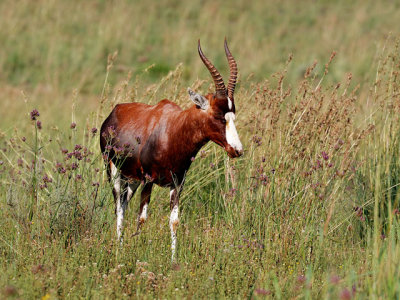 Blesbok