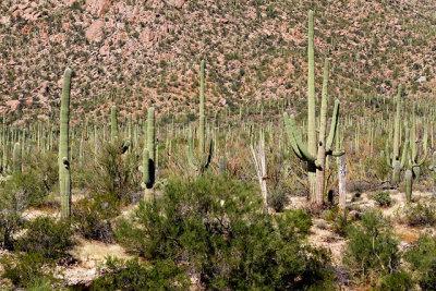 Field of Saguaro