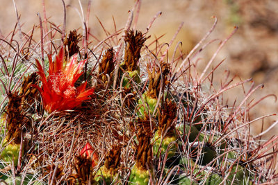 Fish hook barrel cactus