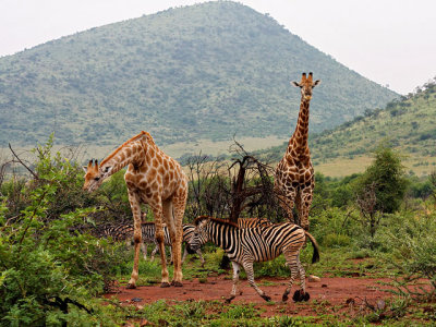Giraffe & zebra