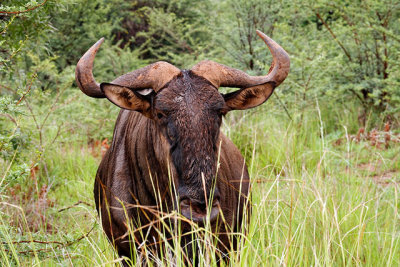 Wildebeest