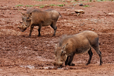A pair of warthogs